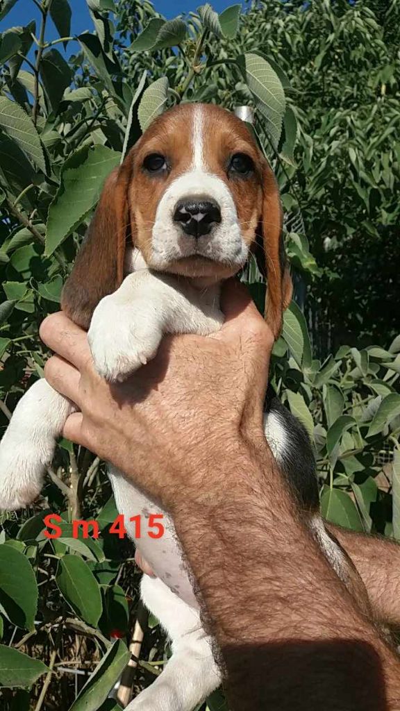 de L'Etang du Catchou - Chiot disponible  - Beagle