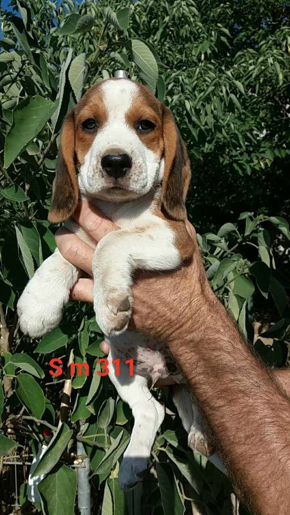 de L'Etang du Catchou - Chiot disponible  - Beagle