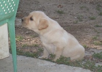 CHIOT SABLE