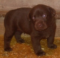 CHIOT CHOCOLAT