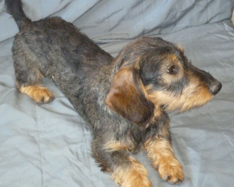 Gibbs ii of glewnaljude (Sans Affixe)