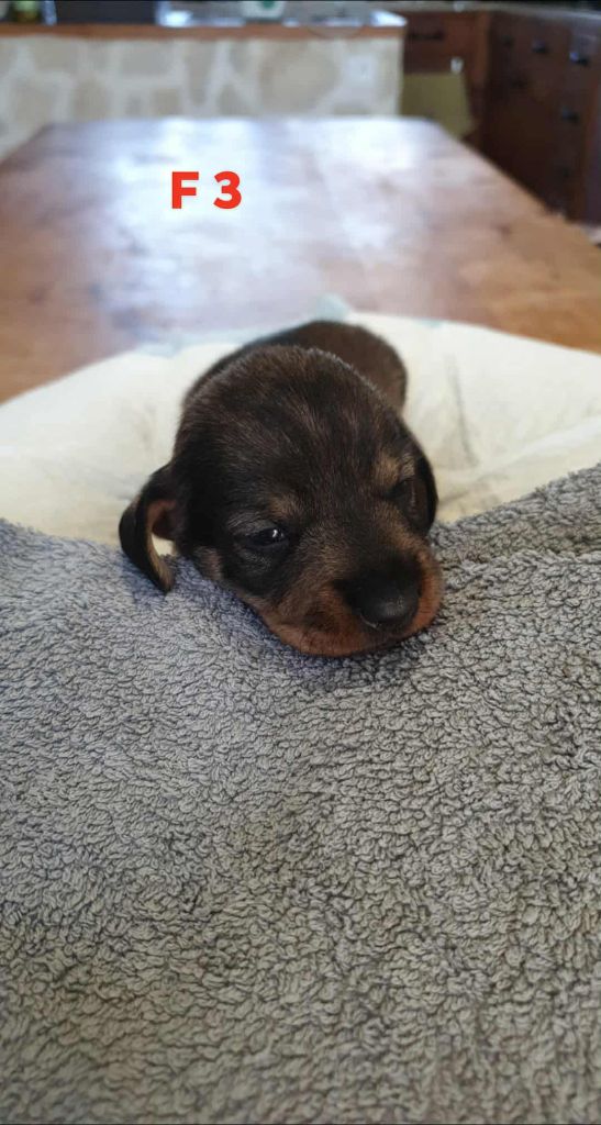 de L'Etang du Catchou - Chiots disponibles - Teckel poil dur