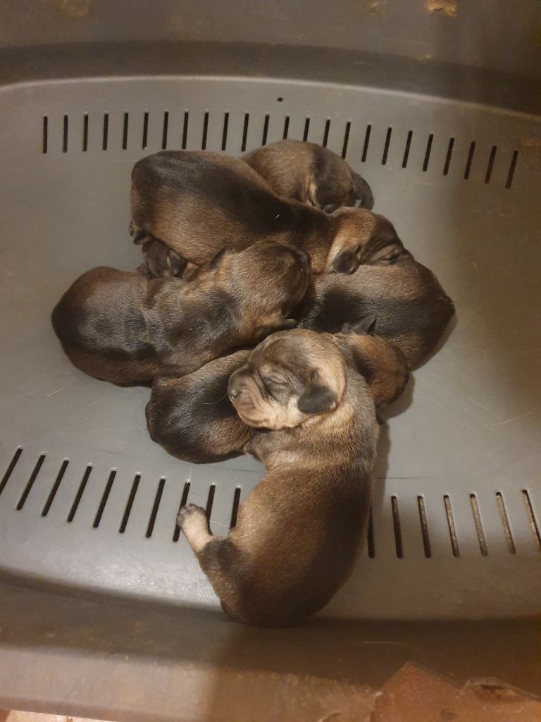 de L'Etang du Catchou - Chiots disponibles - Teckel poil dur