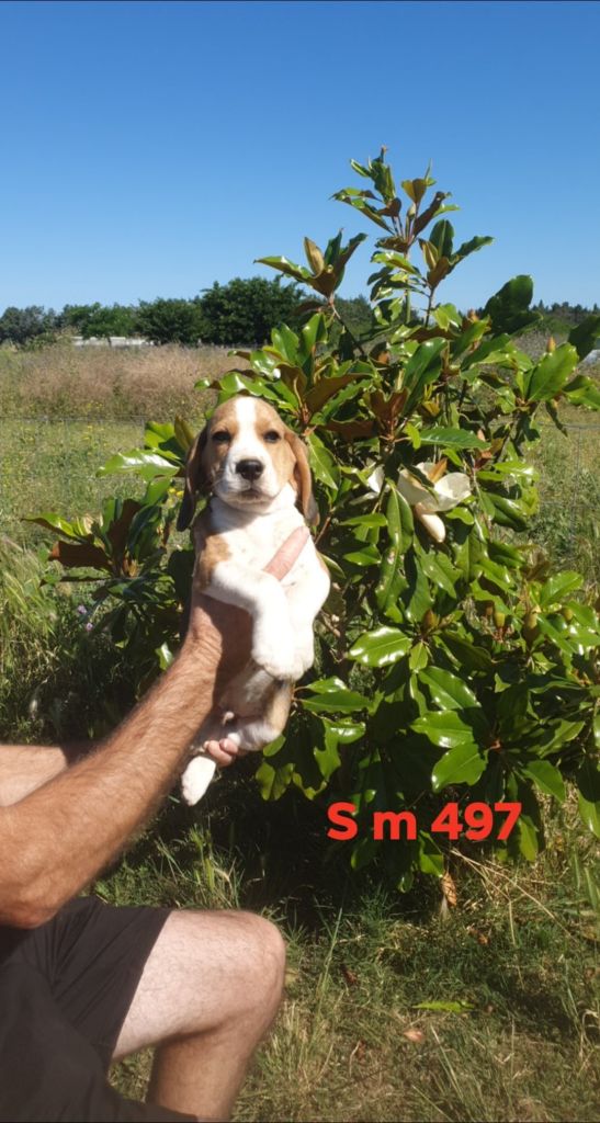 de L'Etang du Catchou - Chiots disponibles - Beagle