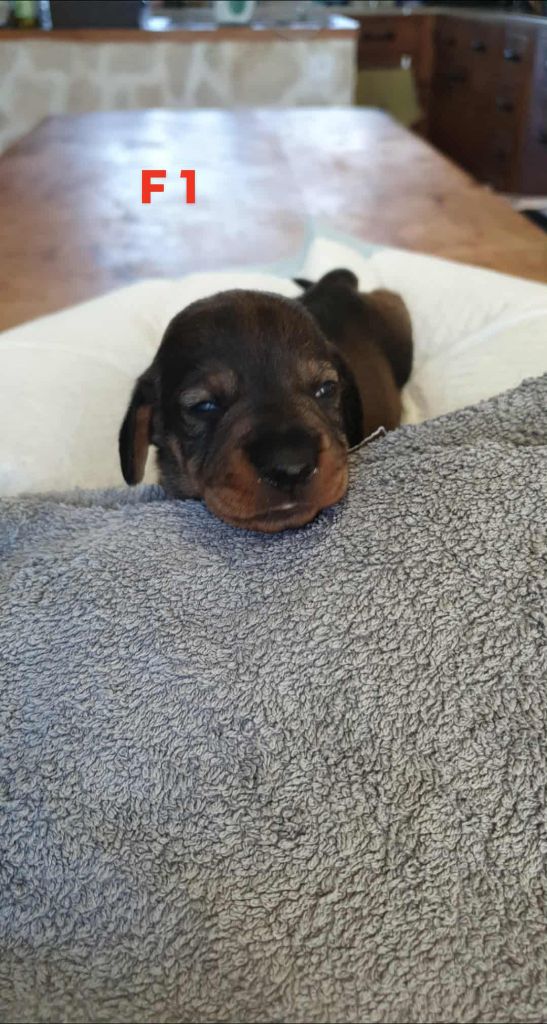 de L'Etang du Catchou - Chiots disponibles - Teckel poil dur