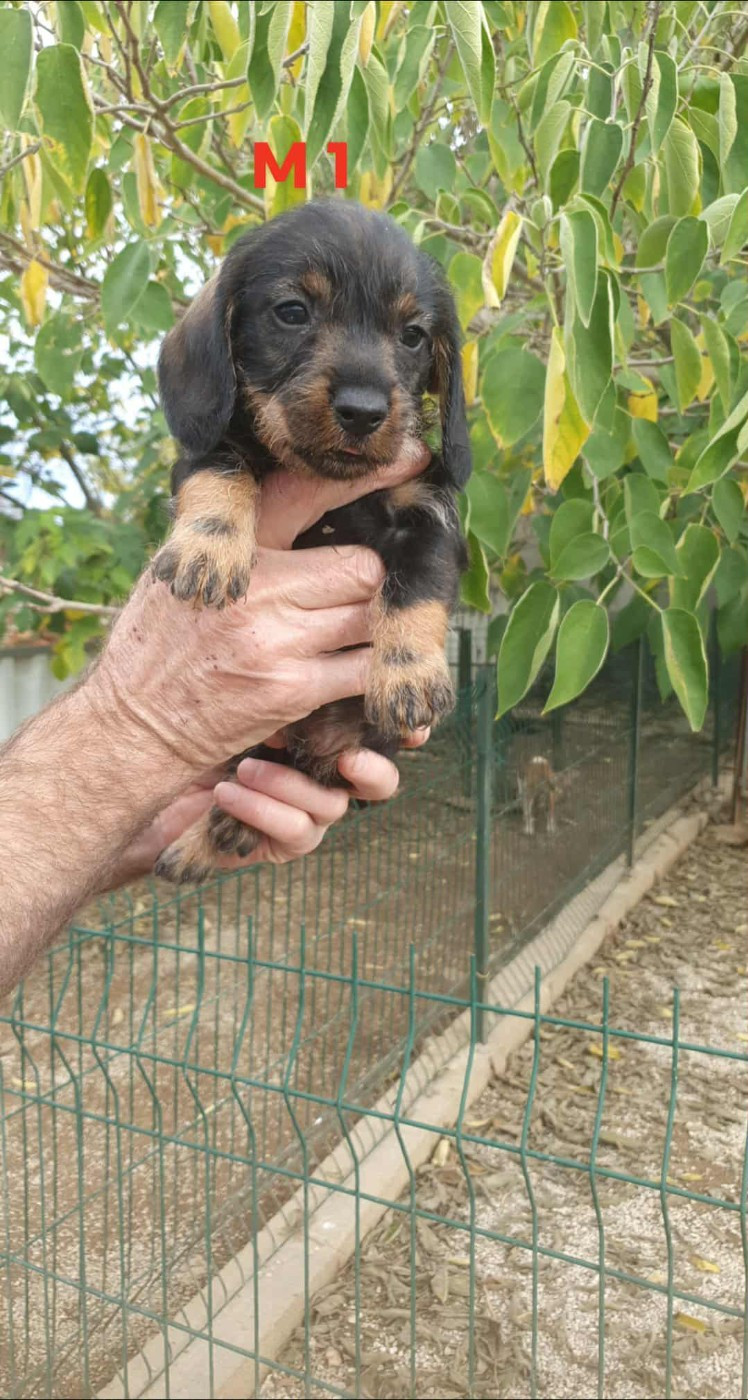 de L'Etang du Catchou - Chiots disponibles - Teckel poil dur