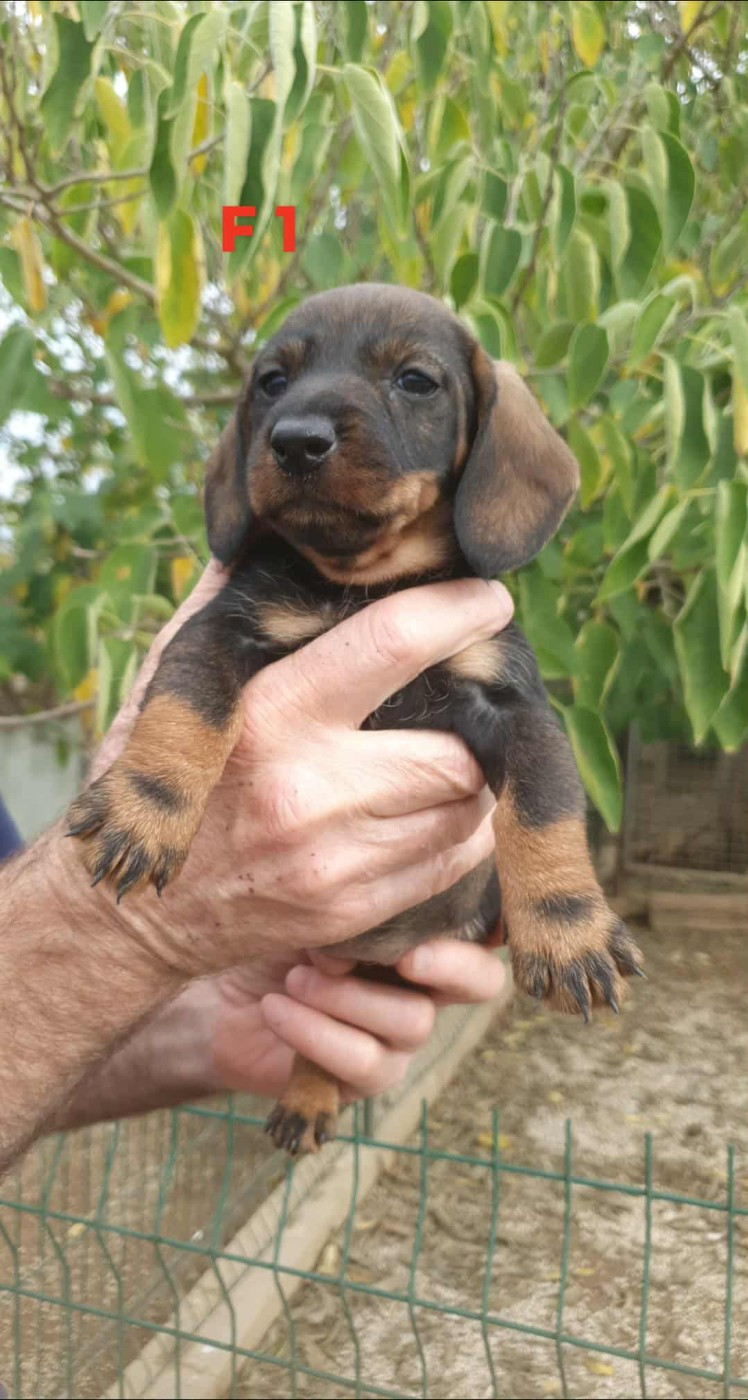 de L'Etang du Catchou - Chiots disponibles - Teckel poil dur