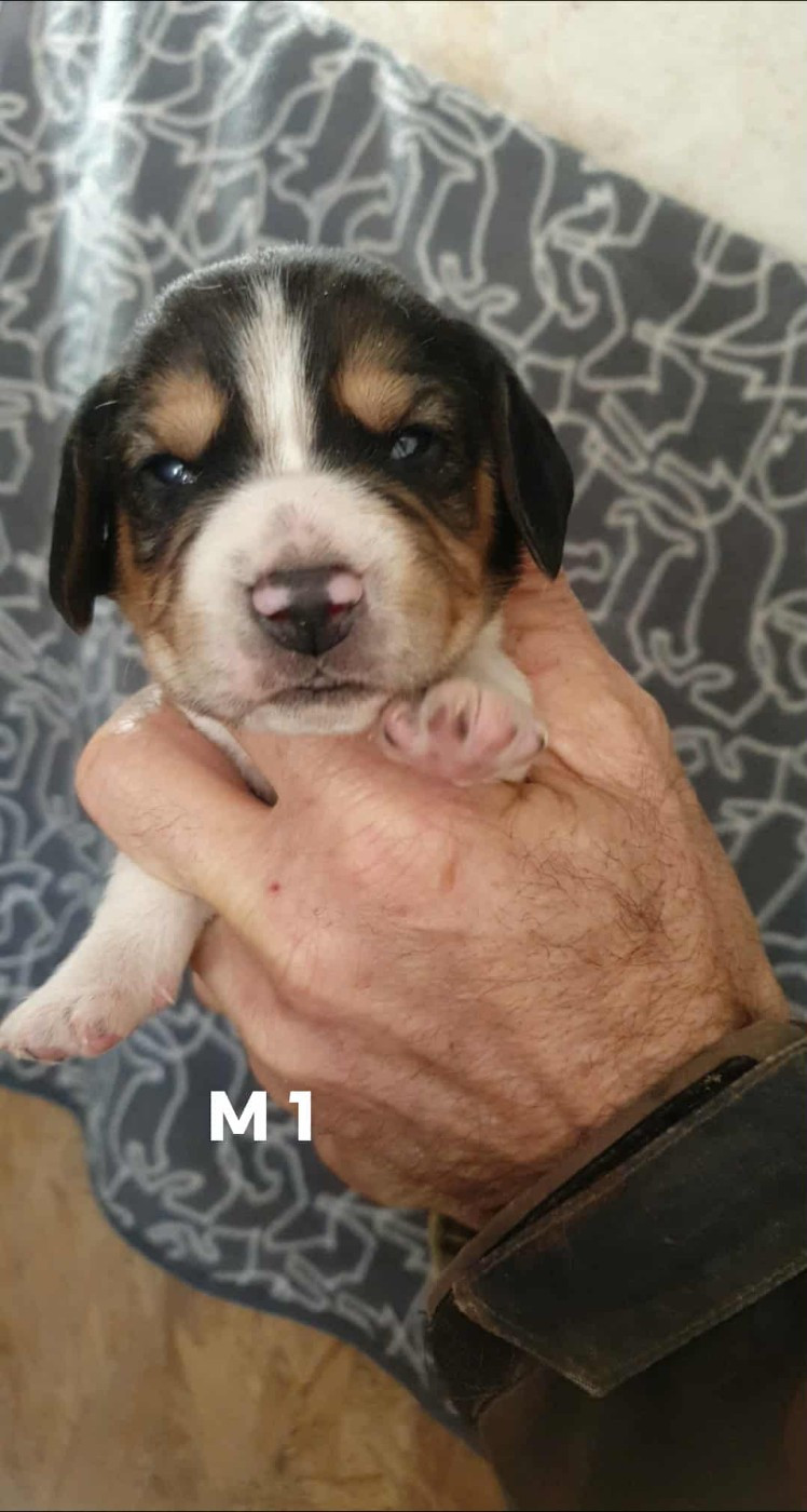 de L'Etang du Catchou - Chiots disponibles - Beagle