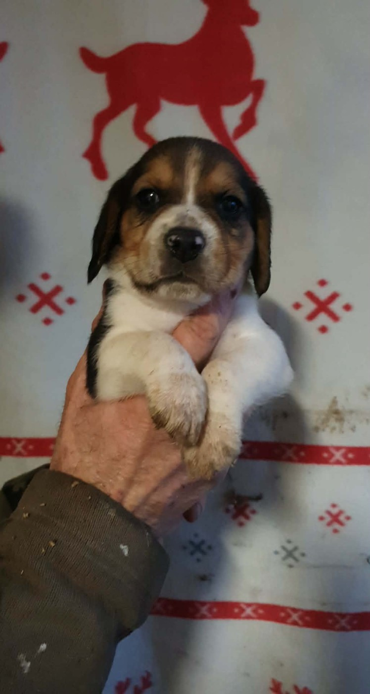 de L'Etang du Catchou - Chiots disponibles - Beagle