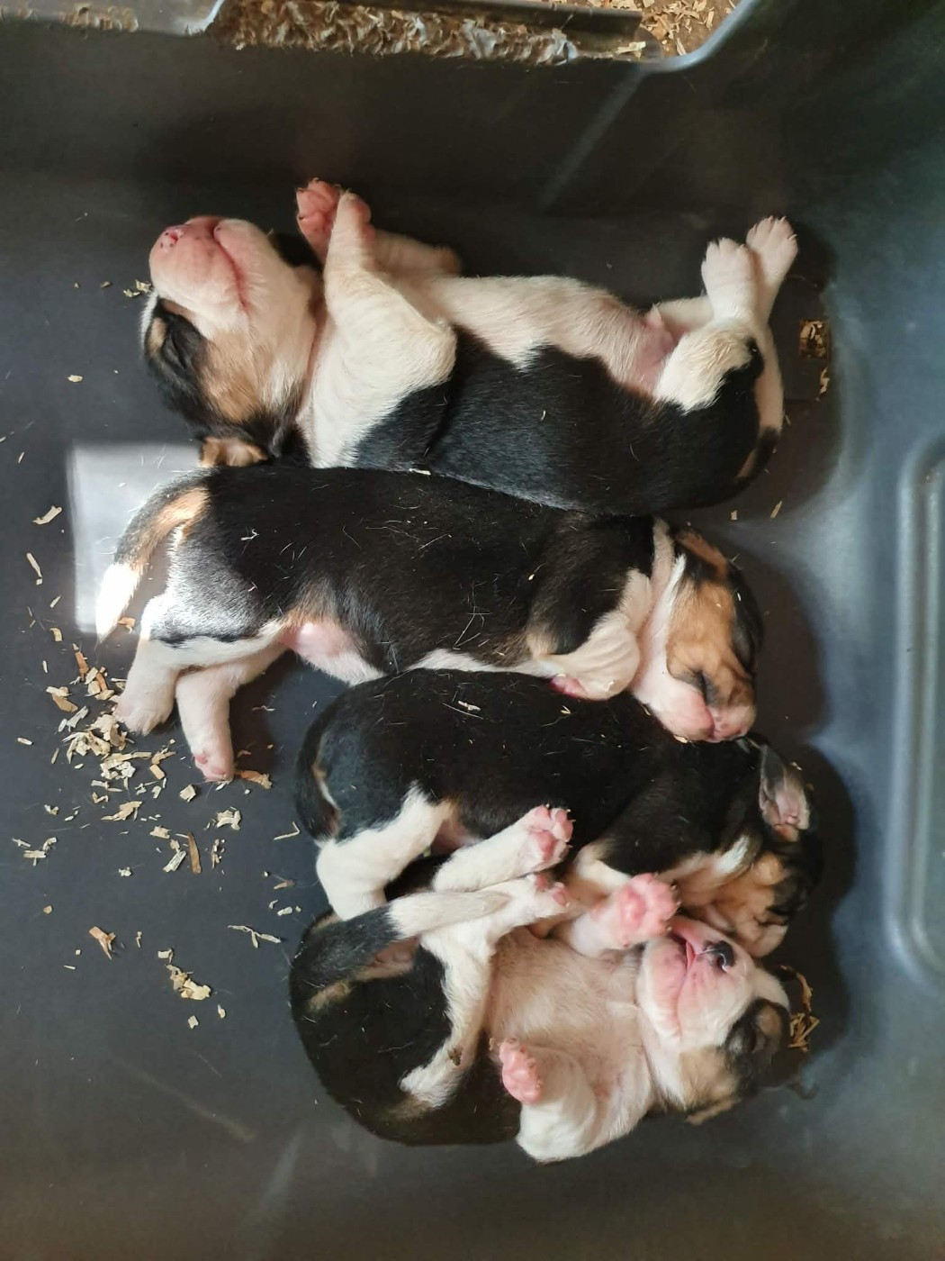 Chiot Beagle de L'Etang du Catchou