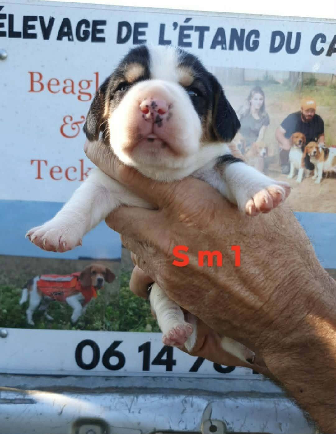 de L'Etang du Catchou - Chiots disponibles - Beagle