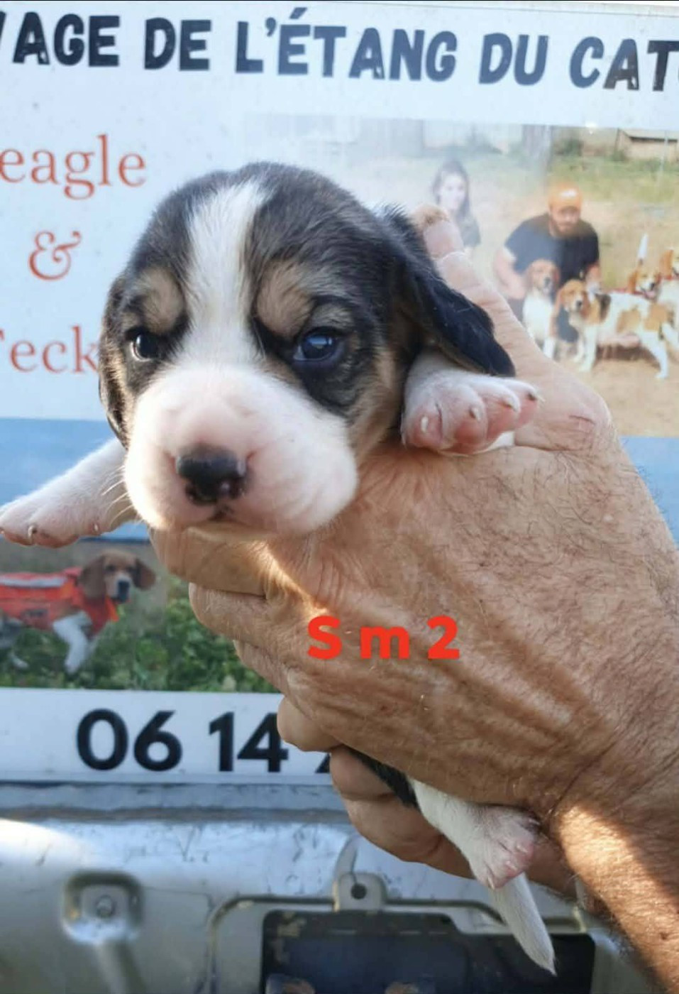 de L'Etang du Catchou - Chiots disponibles - Beagle