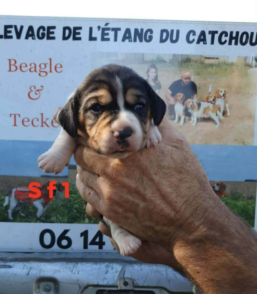 de L'Etang du Catchou - Chiots disponibles - Beagle
