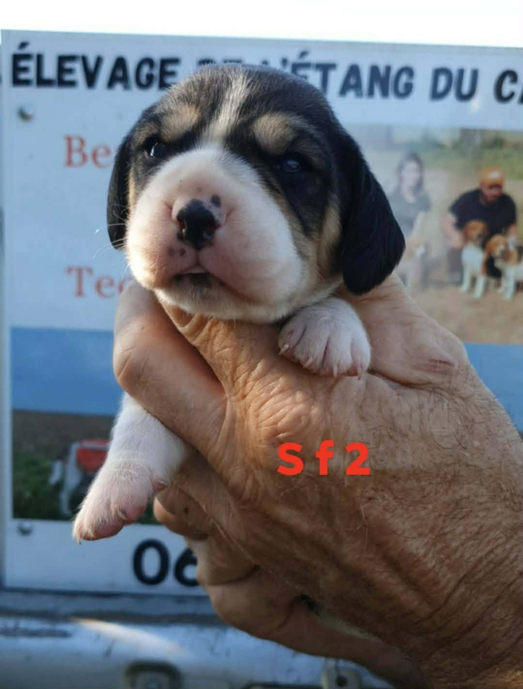 de L'Etang du Catchou - Chiots disponibles - Beagle