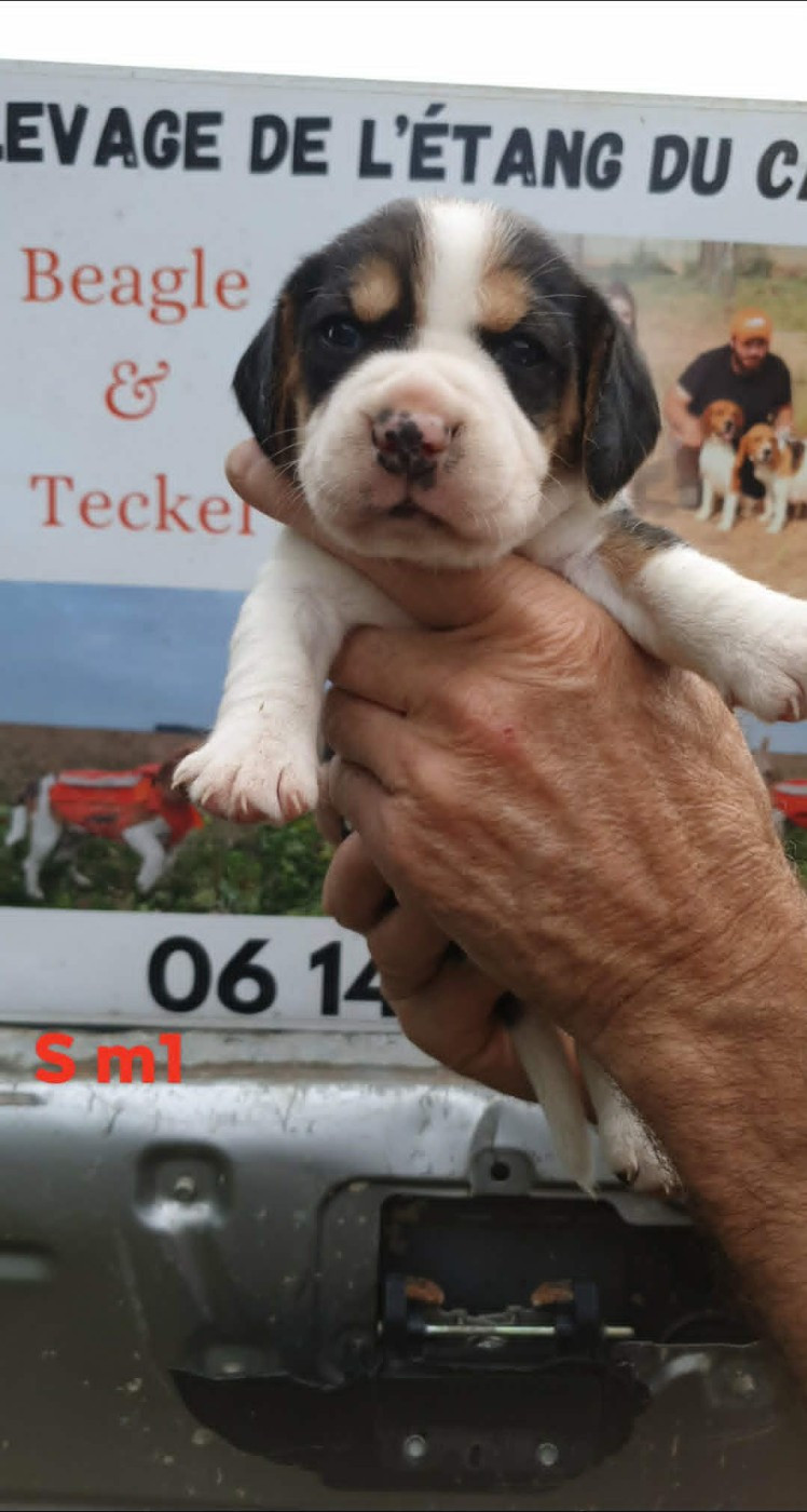 de L'Etang du Catchou - Chiots disponibles - Beagle
