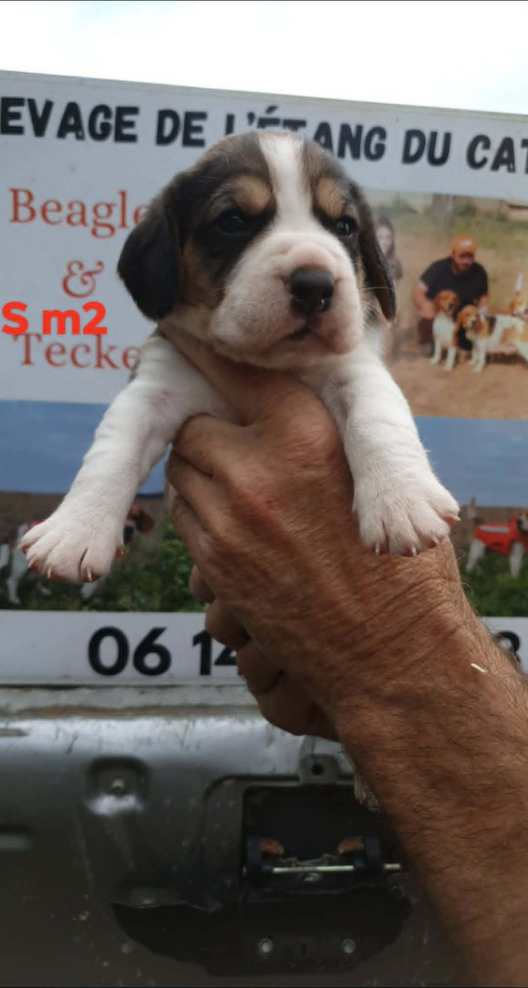 de L'Etang du Catchou - Chiots disponibles - Beagle
