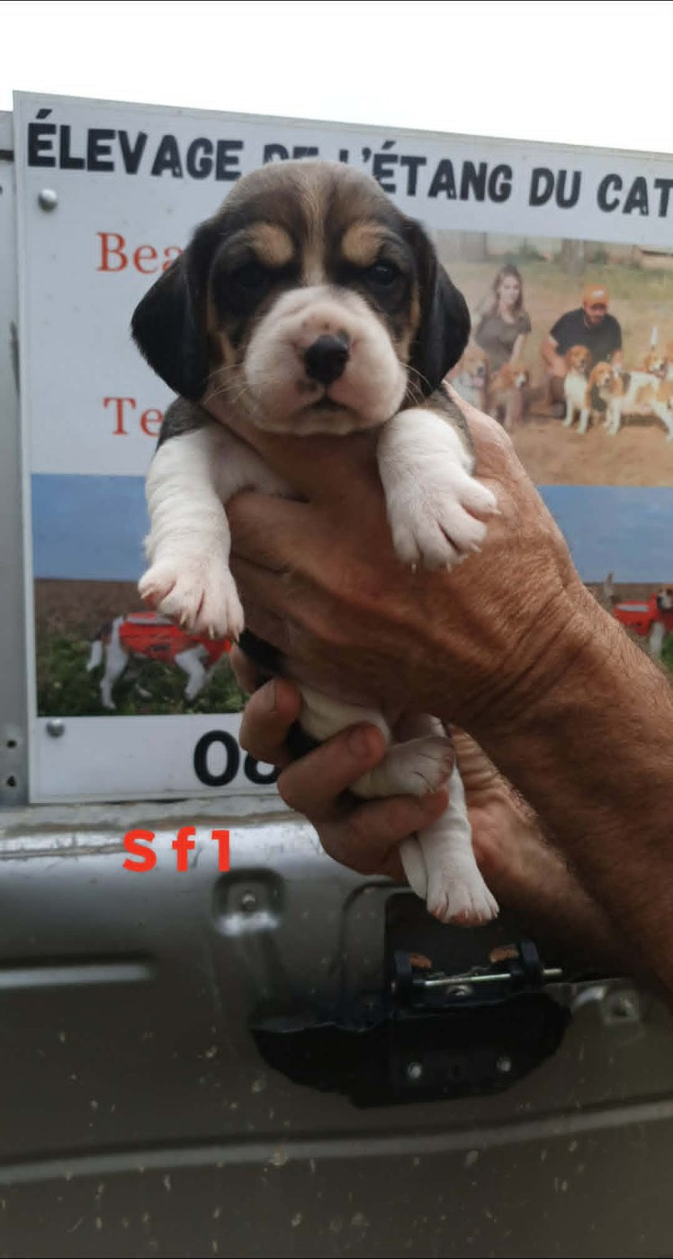 de L'Etang du Catchou - Chiots disponibles - Beagle