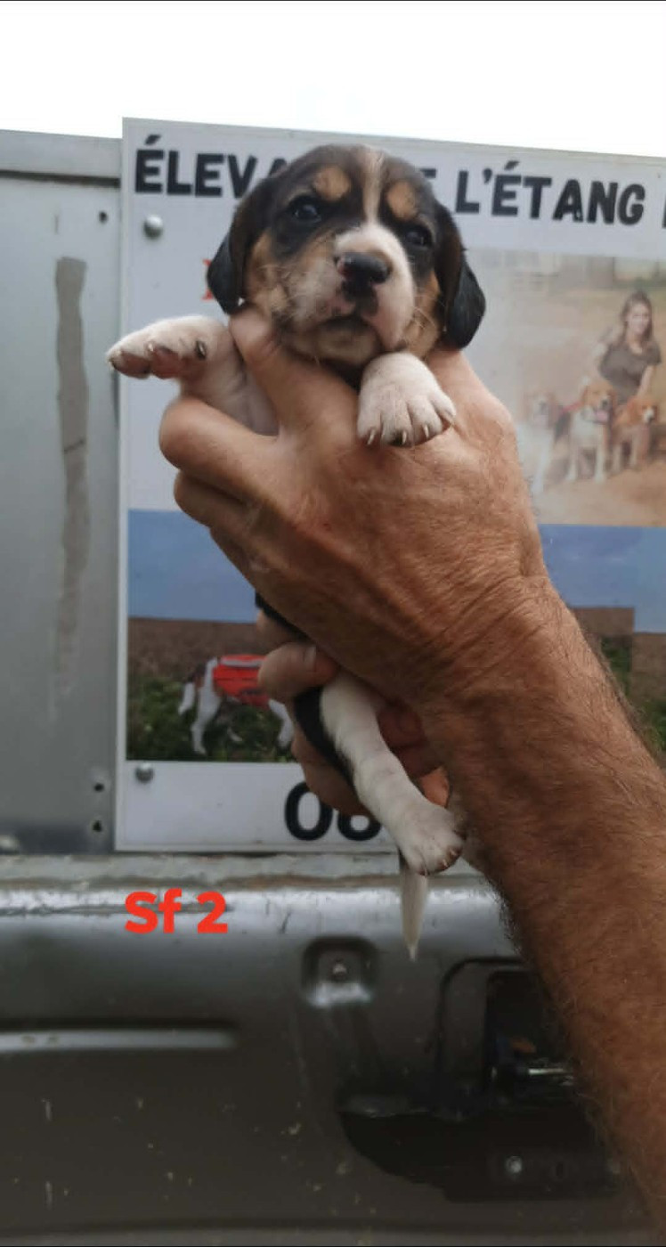 de L'Etang du Catchou - Chiots disponibles - Beagle
