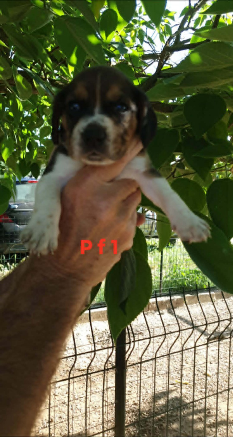 de L'Etang du Catchou - Chiots disponibles - Beagle