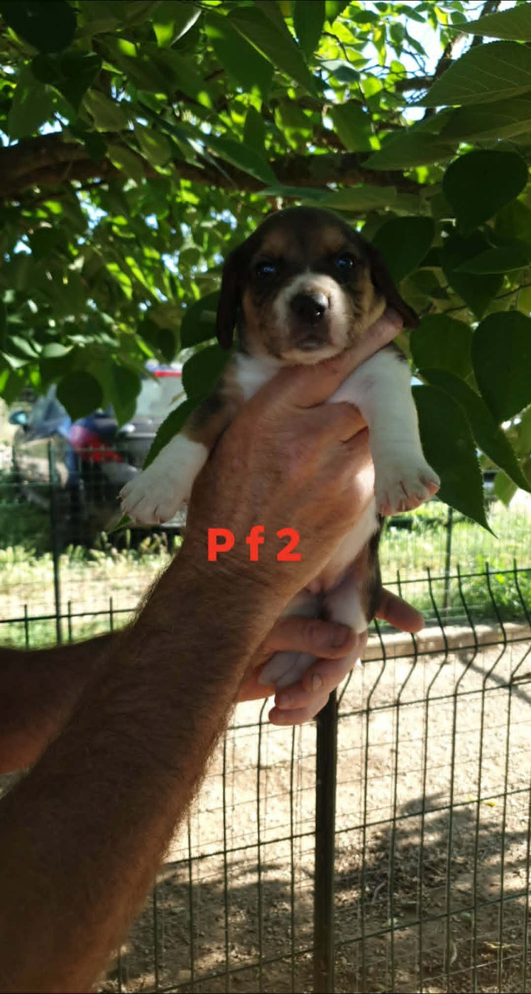 de L'Etang du Catchou - Chiots disponibles - Beagle