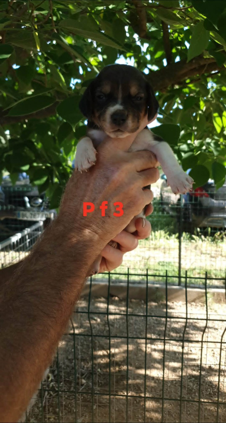 de L'Etang du Catchou - Chiots disponibles - Beagle