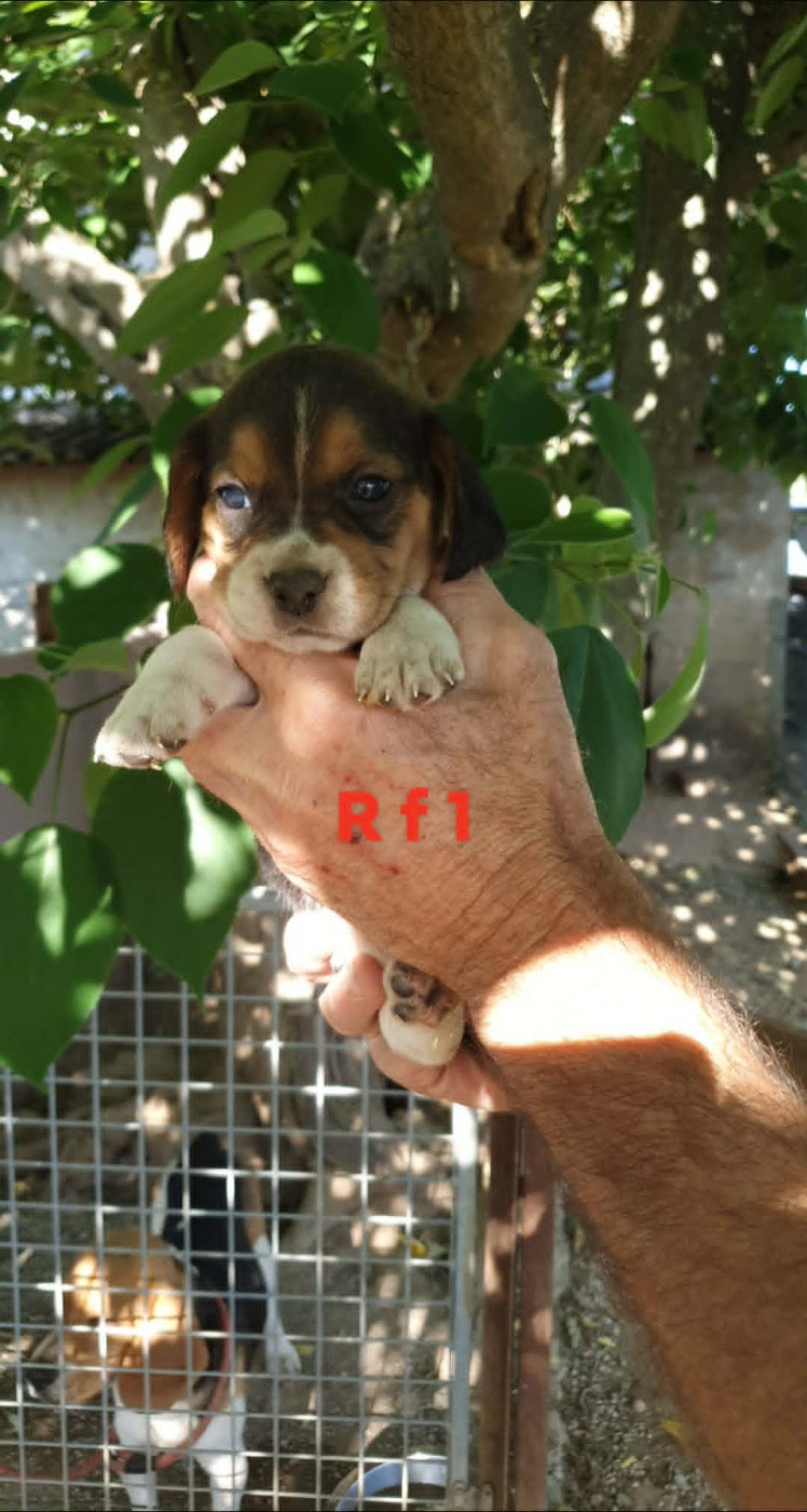 de L'Etang du Catchou - Chiots disponibles - Beagle