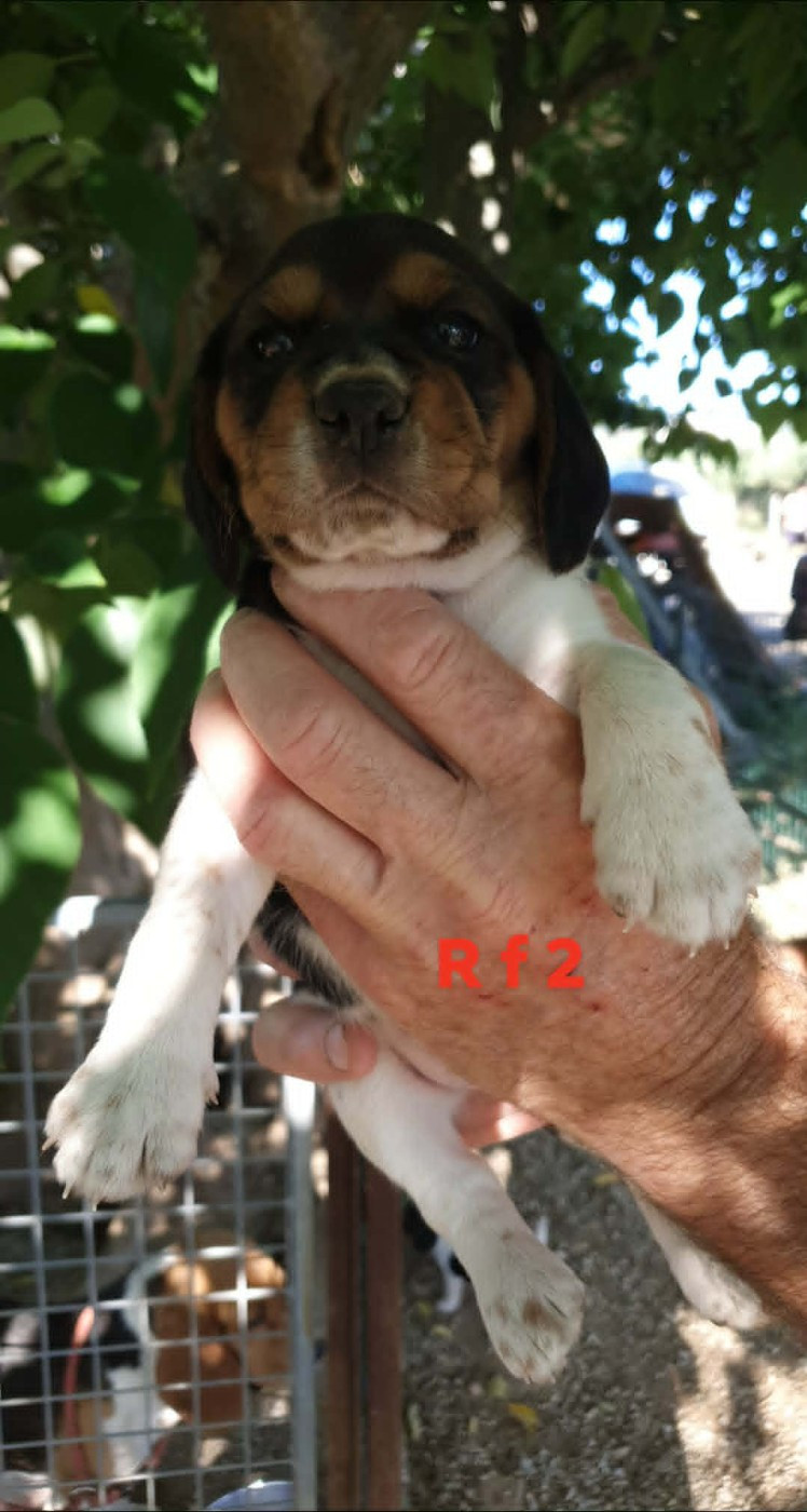 de L'Etang du Catchou - Chiots disponibles - Beagle