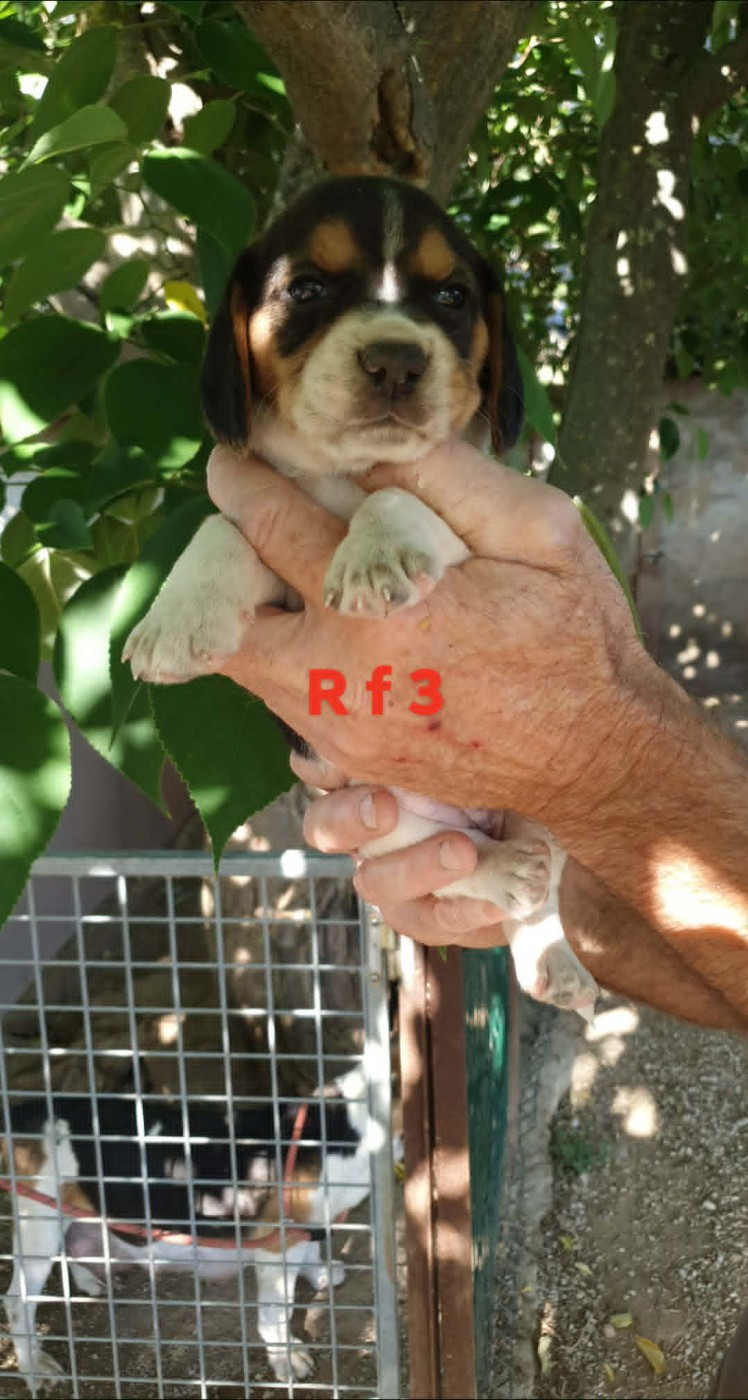 de L'Etang du Catchou - Chiots disponibles - Beagle