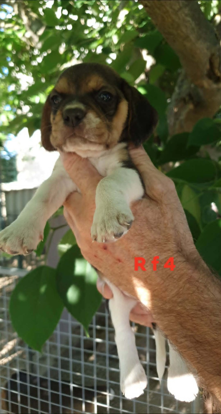 de L'Etang du Catchou - Chiots disponibles - Beagle