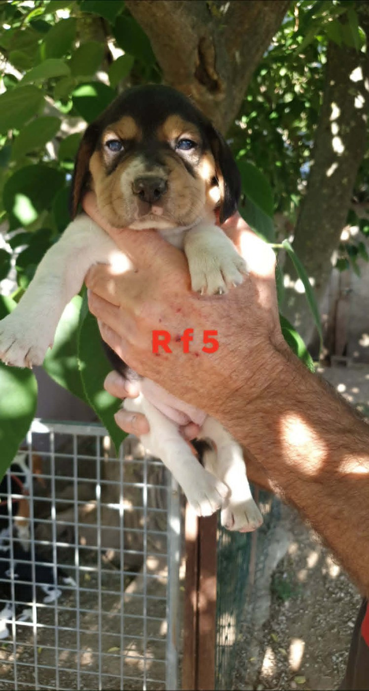 de L'Etang du Catchou - Chiots disponibles - Beagle
