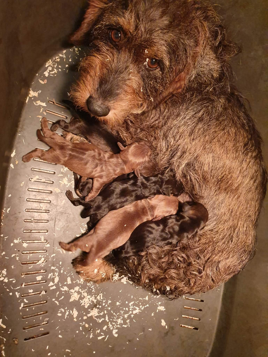 Chiot Teckel poil dur de L'Etang du Catchou
