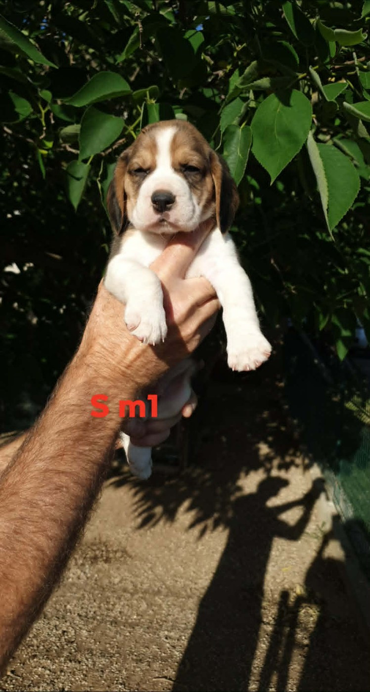 de L'Etang du Catchou - Chiots disponibles - Beagle