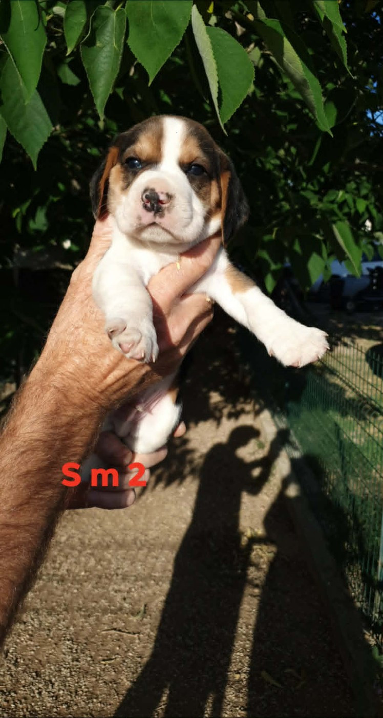 de L'Etang du Catchou - Chiots disponibles - Beagle