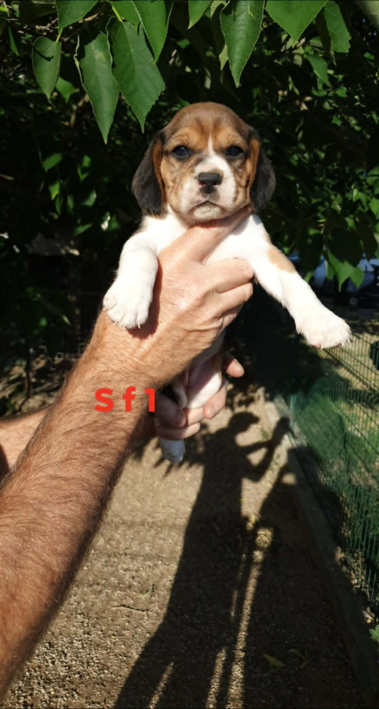de L'Etang du Catchou - Chiots disponibles - Beagle