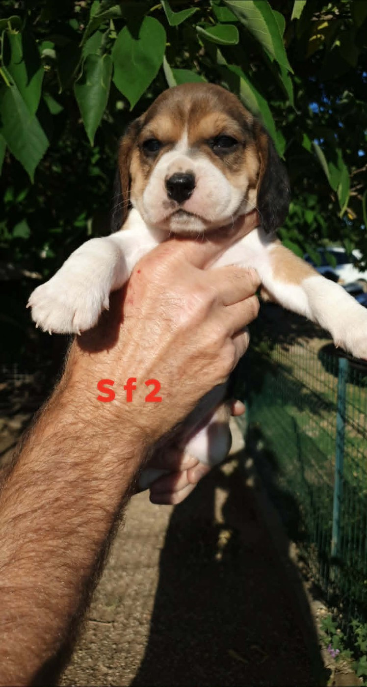 de L'Etang du Catchou - Chiots disponibles - Beagle