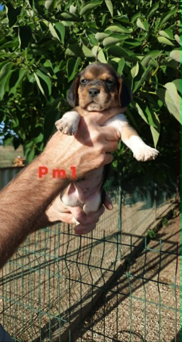 de L'Etang du Catchou - Chiots disponibles - Beagle