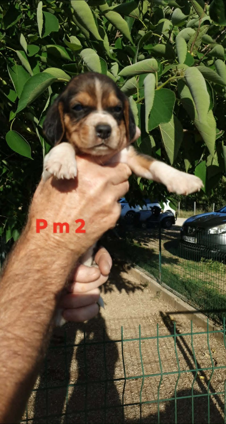 de L'Etang du Catchou - Chiots disponibles - Beagle