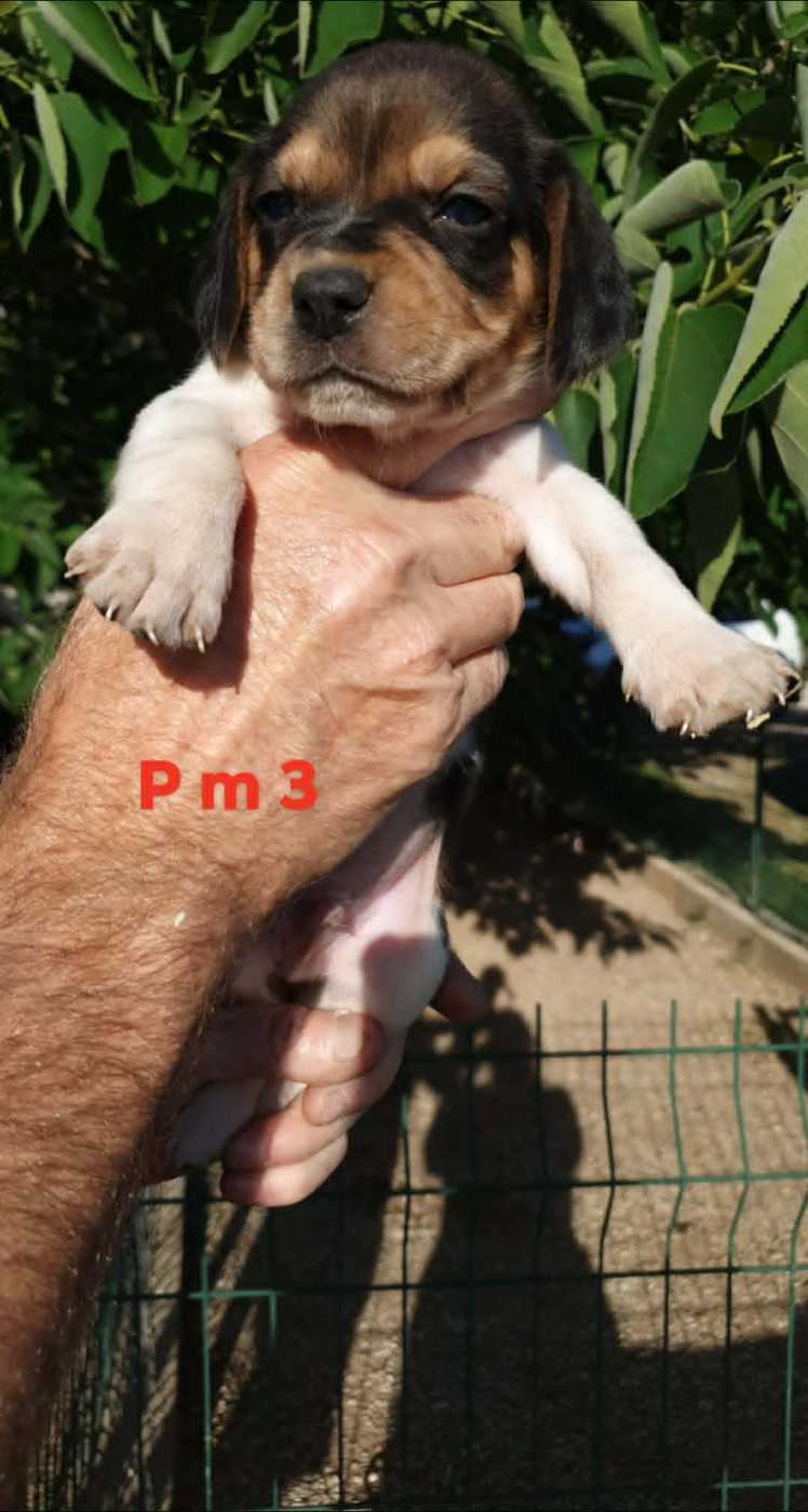 de L'Etang du Catchou - Chiots disponibles - Beagle