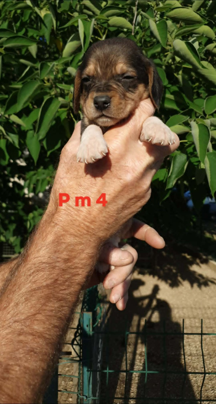 de L'Etang du Catchou - Chiots disponibles - Beagle