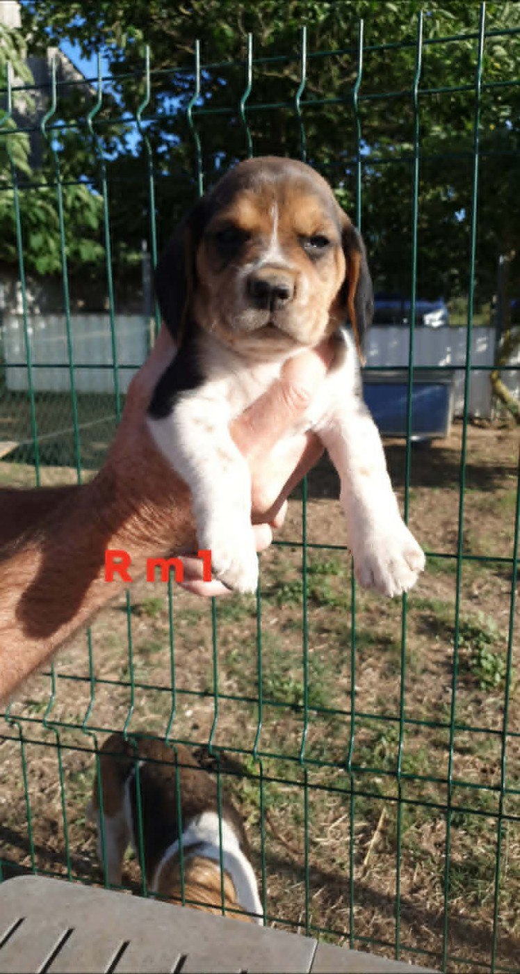 de L'Etang du Catchou - Chiots disponibles - Beagle