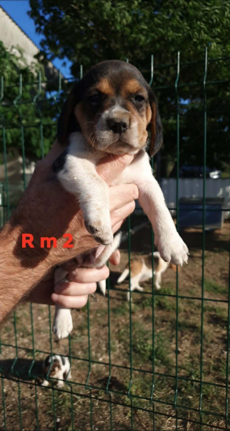 de L'Etang du Catchou - Chiots disponibles - Beagle