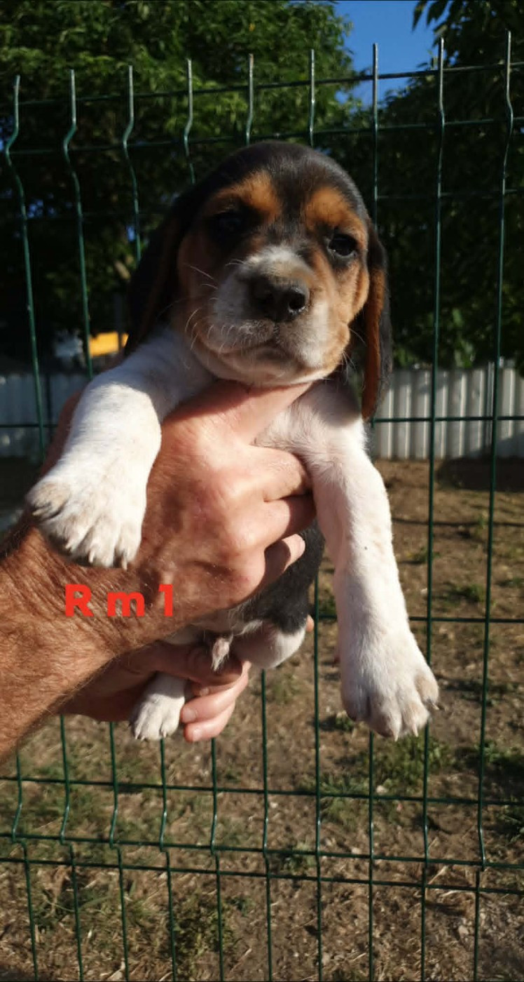 de L'Etang du Catchou - Chiots disponibles - Beagle