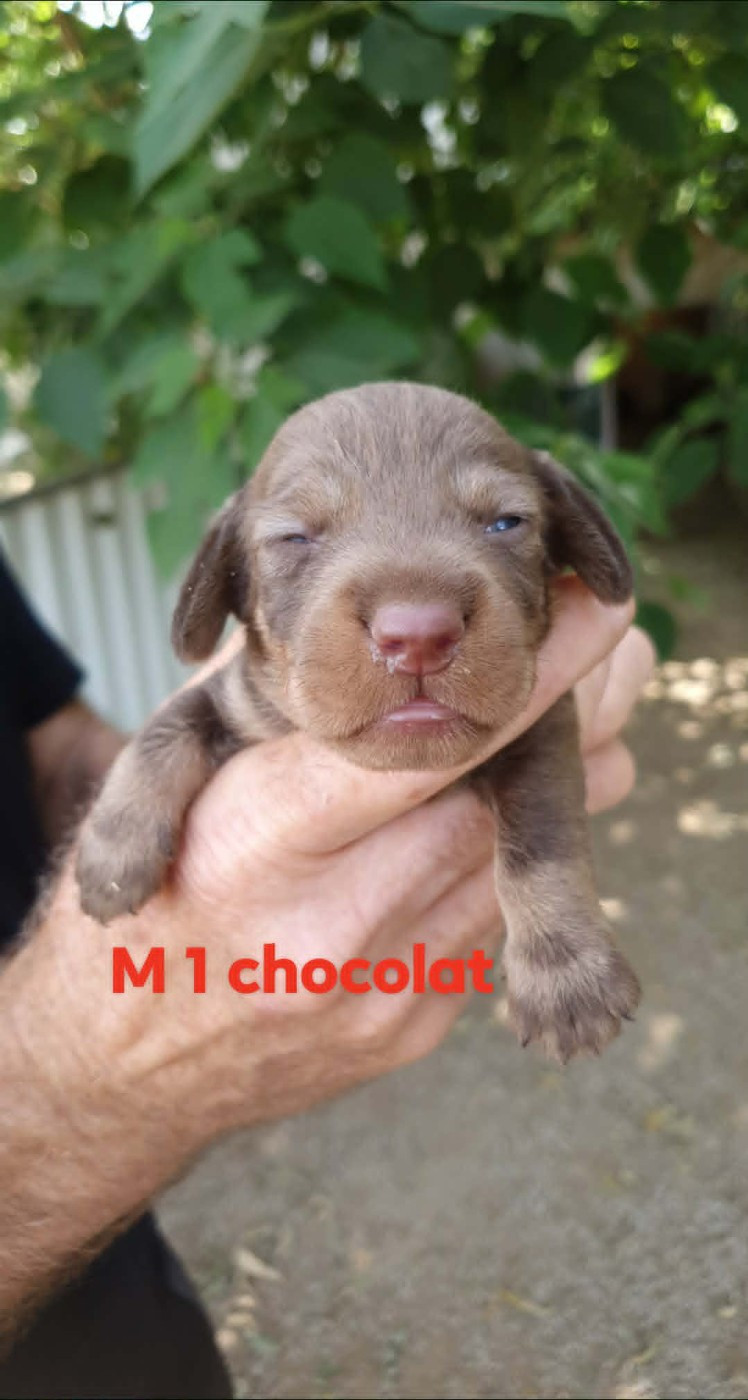 de L'Etang du Catchou - Chiots disponibles - Teckel poil dur