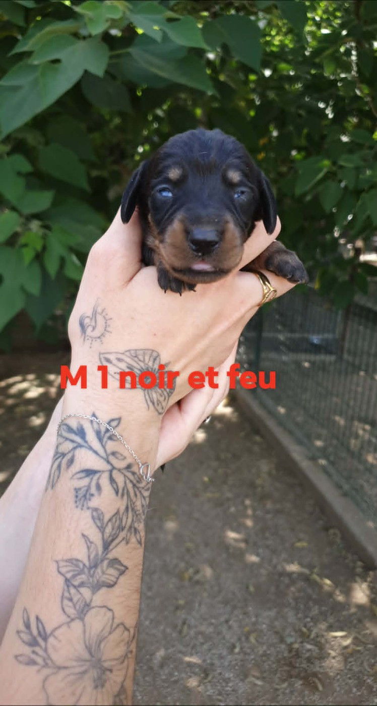 de L'Etang du Catchou - Chiots disponibles - Teckel poil dur