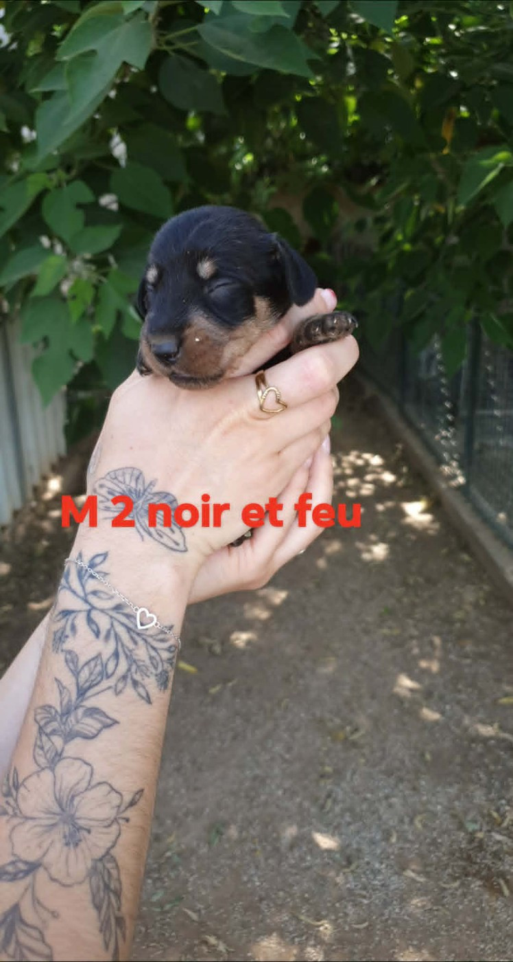 de L'Etang du Catchou - Chiots disponibles - Teckel poil dur