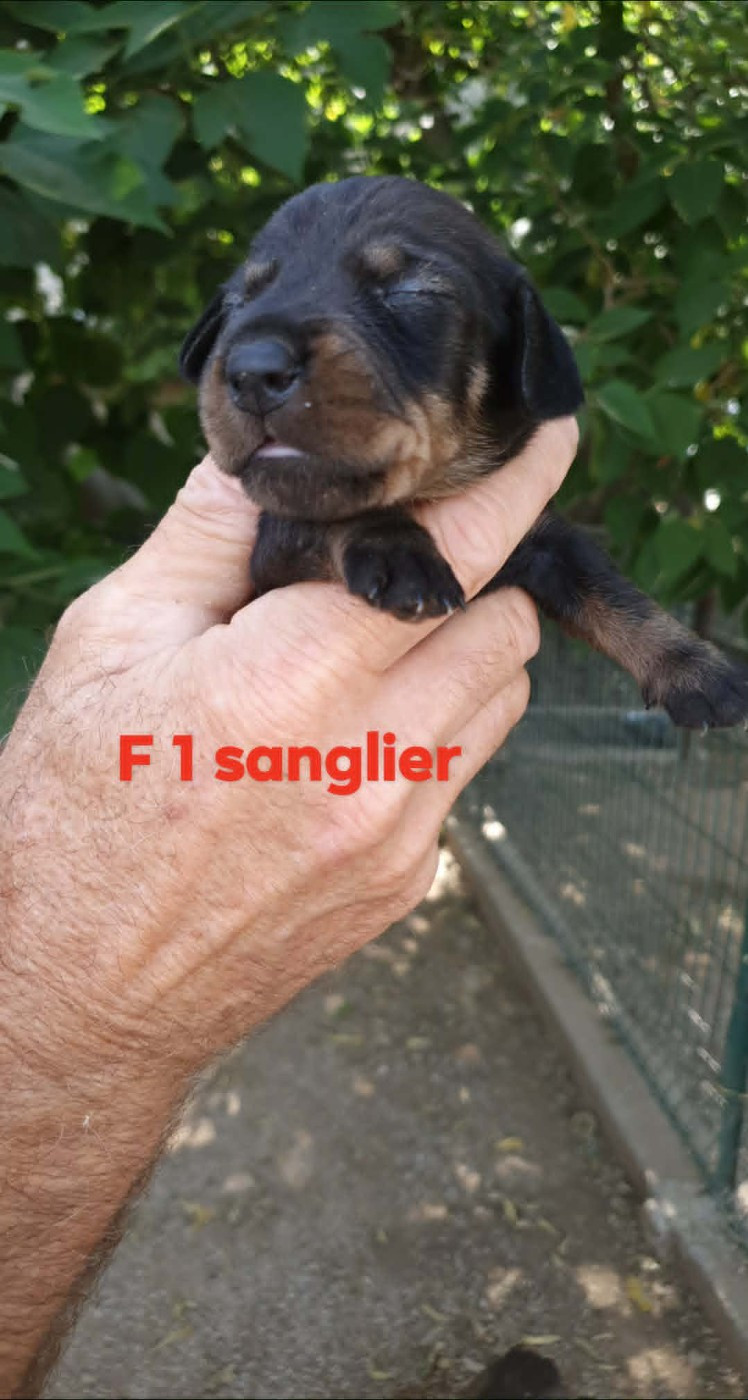 de L'Etang du Catchou - Chiots disponibles - Teckel poil dur
