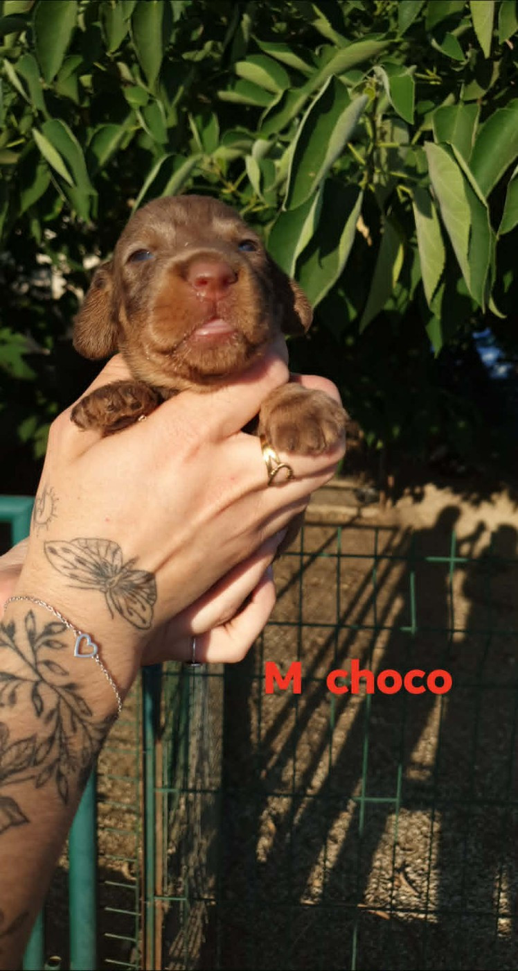 de L'Etang du Catchou - Chiots disponibles - Teckel poil dur