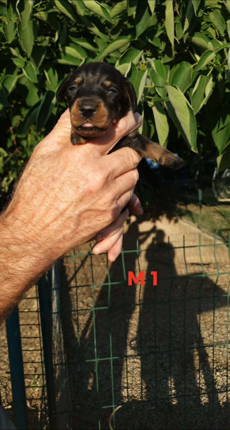 de L'Etang du Catchou - Chiots disponibles - Teckel poil dur