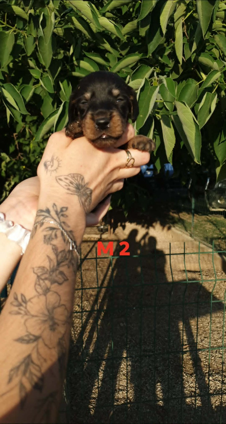 de L'Etang du Catchou - Chiots disponibles - Teckel poil dur
