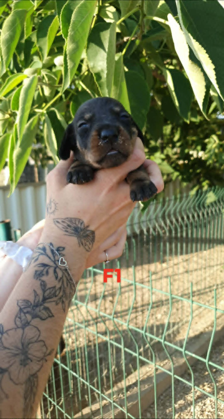 de L'Etang du Catchou - Chiots disponibles - Teckel poil dur